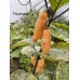 Pink Tiger Pepper Seeds 