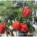 Habanero Ugandan Red Pepper Seeds Habanero Ugandan Red Pepper Seeds