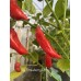 Aji Strawberry drop Pepper Seeds 