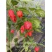 Trinidad Scorpion Moruga Red x Trinidad Scorpion Orange Pepper Seeds 