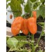 Habanero Manzno Orange Pepper Seeds Habanero Manzno Orange Pepper Seeds
