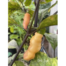 Pink Tiger Pepper Seeds 