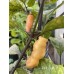 Pink Tiger Pepper Seeds 