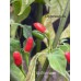 Wild Baccatum Pepper Seeds Wild Baccatum Pepper Seeds