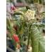 Wild Baccatum Pepper Seeds Wild Baccatum Pepper Seeds