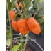 Habanero Manzno Orange Pepper Seeds Habanero Manzno Orange Pepper Seeds