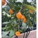 Orange Tiger Taj Mahal Black Pepper Seeds Orange Tiger Taj Mahal Black Pepper Seeds