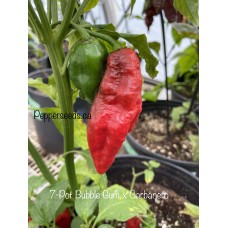 7-Pot Bubble Gum x Carbanero Pepper Seeds 