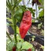 7-Pot Bubble Gum x Carbanero Pepper Seeds 7-Pot Bubble Gum x Carbanero Pepper Seeds