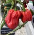Habanero Ugandan Red Pepper Seeds Habanero Ugandan Red Pepper Seeds