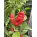 7-Pot Bubble Gum x Carbanero Pepper Seeds 7-Pot Bubble Gum x Carbanero Pepper Seeds