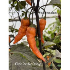 Black Panther Orange Pepper Seeds 