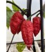 Red Gum Tiger x Chocolate Naga Brains Pepper Seeds 