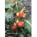 Pimenta Moranga Pepper Seeds Pimenta Moranga Pepper Seeds