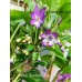 Numex April Fools’ Day Pepper Seeds  