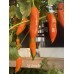 Aji Amarillo Pepper Seeds