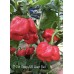 7-Pot Congo SR Giant Red Pepper Seeds 