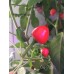 Cap 1705 Pepper Seeds 