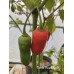 Devils Heart Red Pepper Seeds 