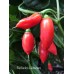 Barbados Habanero Pepper Seeds 