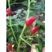 PI 16941 Pepper Seeds PI 16941 Pepper Seeds