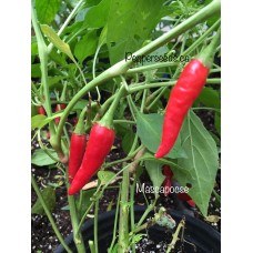 Mascapocse Pepper Seeds