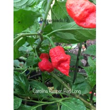 Carolina Reaper Red Long Pepper Seeds 