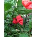Carolina Reaper Red Long Pepper Seeds 