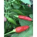 Aji Cirel Pepper Seeds 