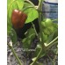 JAFSH Caramel Pepper Seeds 