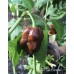 JAFSH Caramel Pepper Seeds 