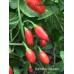 Barbados Habanero Pepper Seeds 