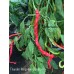 Thunder Mountain Longhorn Pepper Seeds
