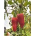 Devils Heart Red Pepper Seeds 