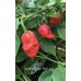 Carolina Reaper Red Long Pepper Seeds 