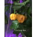 7-Pot Jonah Yellow Pepper Seeds 7-Pot Jonah Yellow Pepper Seeds