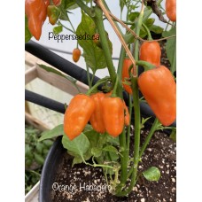Habanero Orange