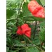 Carolina Reaper Red Long Pepper Seeds 