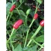 PI 16941 Pepper Seeds PI 16941 Pepper Seeds
