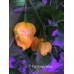 7-Pot Jonah Yellow Pepper Seeds 7-Pot Jonah Yellow Pepper Seeds