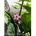 Maldavian Heart X Purple Bhut Jolokia Pepper Seeds Maldavian Heart X Purple Bhut Jolokia Pepper Seeds
