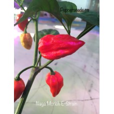 Naga Morich E-Strain Pepper Seeds