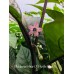 Maldavian Heart X Purple Bhut Jolokia Pepper Seeds Maldavian Heart X Purple Bhut Jolokia Pepper Seeds
