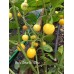 Bode Amarillo Yellow Pepper Seeds
