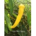 Large Yellow Cayenne Pepper Seeds Large Yellow Cayenne Pepper Seeds