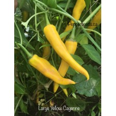 Large Yellow Cayenne Pepper Seeds Large Yellow Cayenne Pepper Seeds