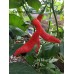 Aji Minas Gerais Pepper Seeds