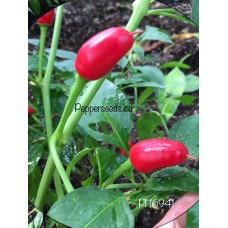 PI 16941 Pepper Seeds PI 16941 Pepper Seeds
