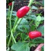 PI 16941 Pepper Seeds PI 16941 Pepper Seeds