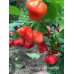 7-Pot Congo SR Giant Red Pepper Seeds 